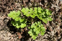 Cryptogramma cascadensis