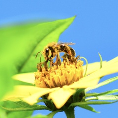 Anthophila