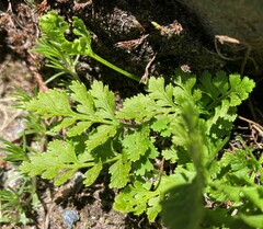 Cryptogramma cascadensis