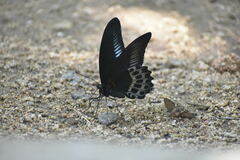 Papilio polymnestor