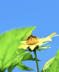 Anthophila