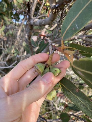 Image of Woolbernup Mallee (Eucalyptus acies) by (c) Thomas Mesaglio, some rights reserved (CC BY)
