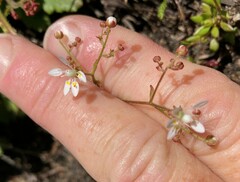 Micranthes ferruginea