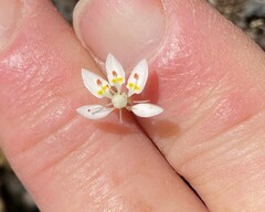 Micranthes ferruginea