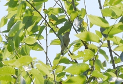 Phylloscopus inornatus