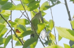 Phylloscopus inornatus