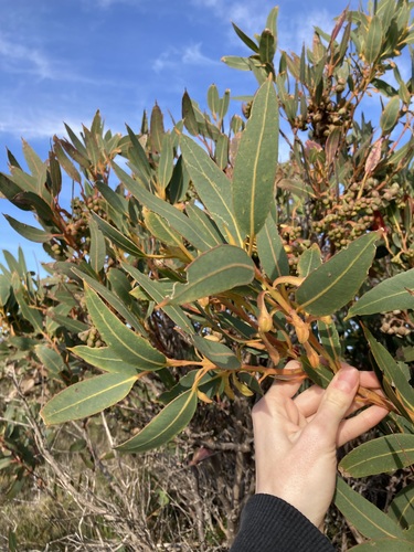 Image of Woolbernup Mallee (Eucalyptus acies) by (c) Thomas Mesaglio, some rights reserved (CC BY)