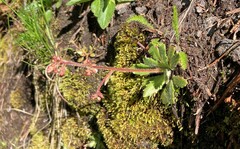 Micranthes ferruginea