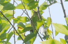 Phylloscopus inornatus