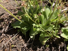 Micranthes ferruginea