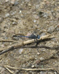 Diplacodes trivialis