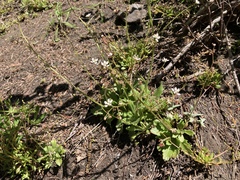 Micranthes ferruginea