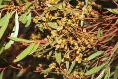Eucalyptus odorata