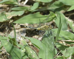 Diplacodes trivialis