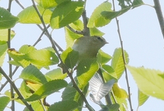 Phylloscopus inornatus