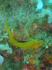 Parablennius pilicornis