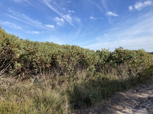 Image of Woolbernup Mallee (Eucalyptus acies) by (c) Thomas Mesaglio, some rights reserved (CC BY)