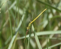 Ceriagrion coromandelianum