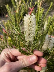 Melaleuca armillaris