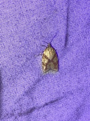 Sparganothis sulfureana