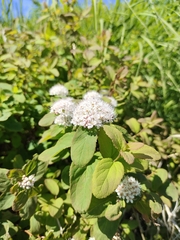 Spiraea beauverdiana