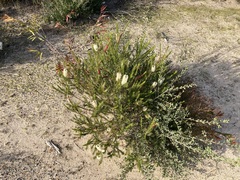 Melaleuca armillaris