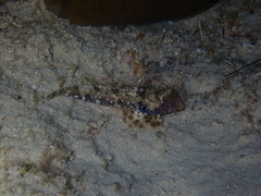 Synchiropus