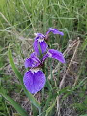 Iris setosa