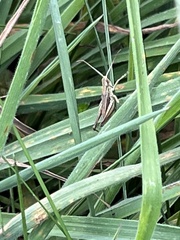 Chorthippus apricarius