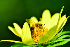 Andrena helianthi