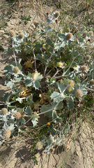 Eryngium maritimum