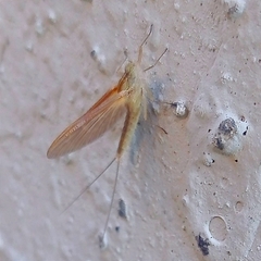 Callibaetis pictus