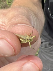 Chorthippus apricarius