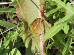 Lycaena virgaureae