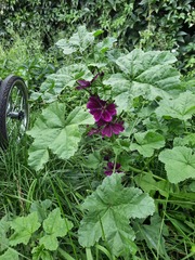 Malva sylvestris mauritiana