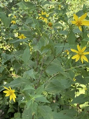 Helianthus strumosus