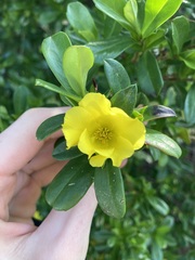 Hibbertia cuneiformis