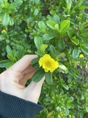 Hibbertia cuneiformis