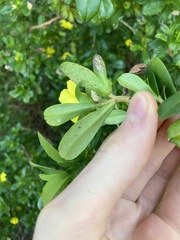 Hibbertia cuneiformis