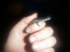 Plethodon chattahoochee