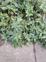 Parietaria judaica