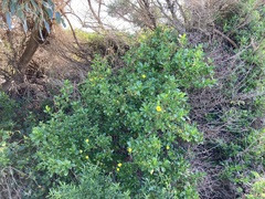Hibbertia cuneiformis