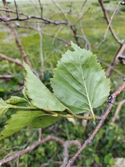 Betula ermanii
