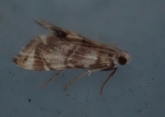 Eoparargyractis plevie