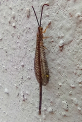 Brachynemurus