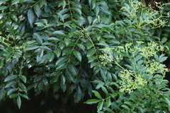 Zanthoxylum avicennae