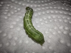 Trichoplusia ni