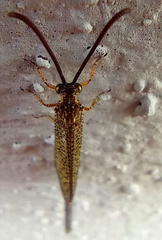 Brachynemurus