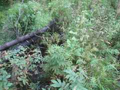 Parasenecio hastatus