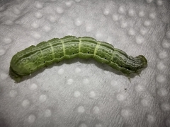 Trichoplusia ni